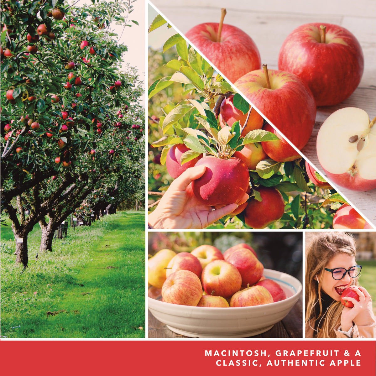 MacIntosh Apple Classic Large Jar
