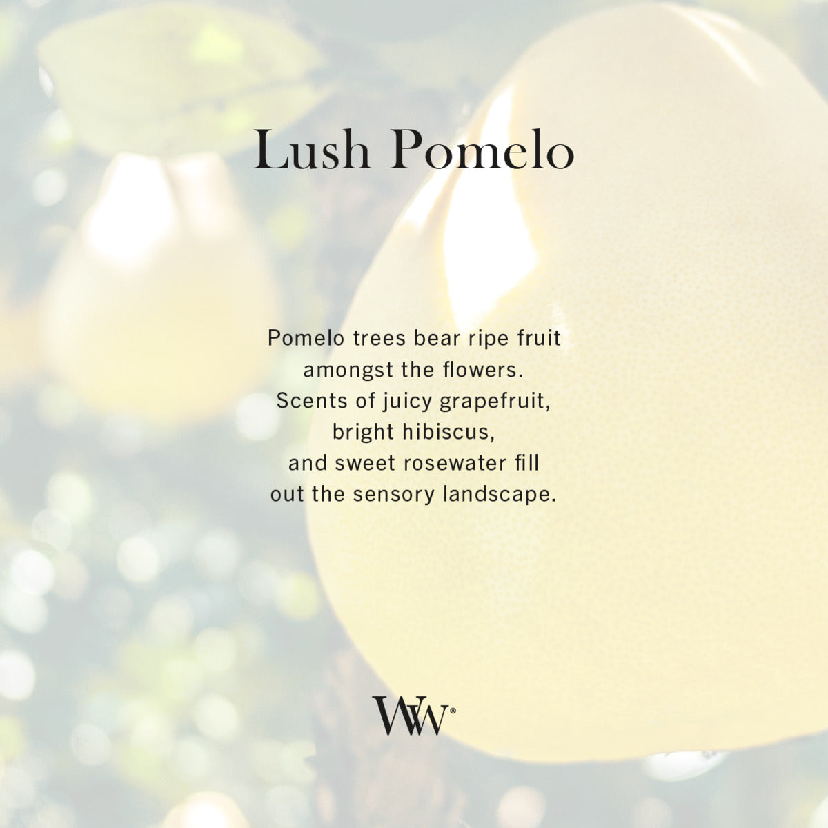 Lush Pomelo WoodWick Ellipse Candle