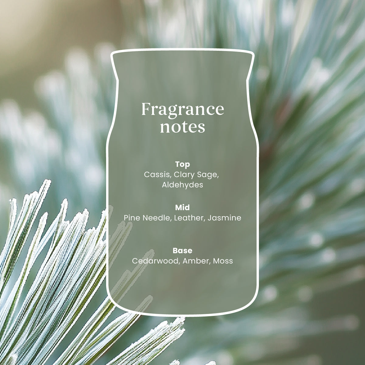 Silver Sage & Pine Medium Jar