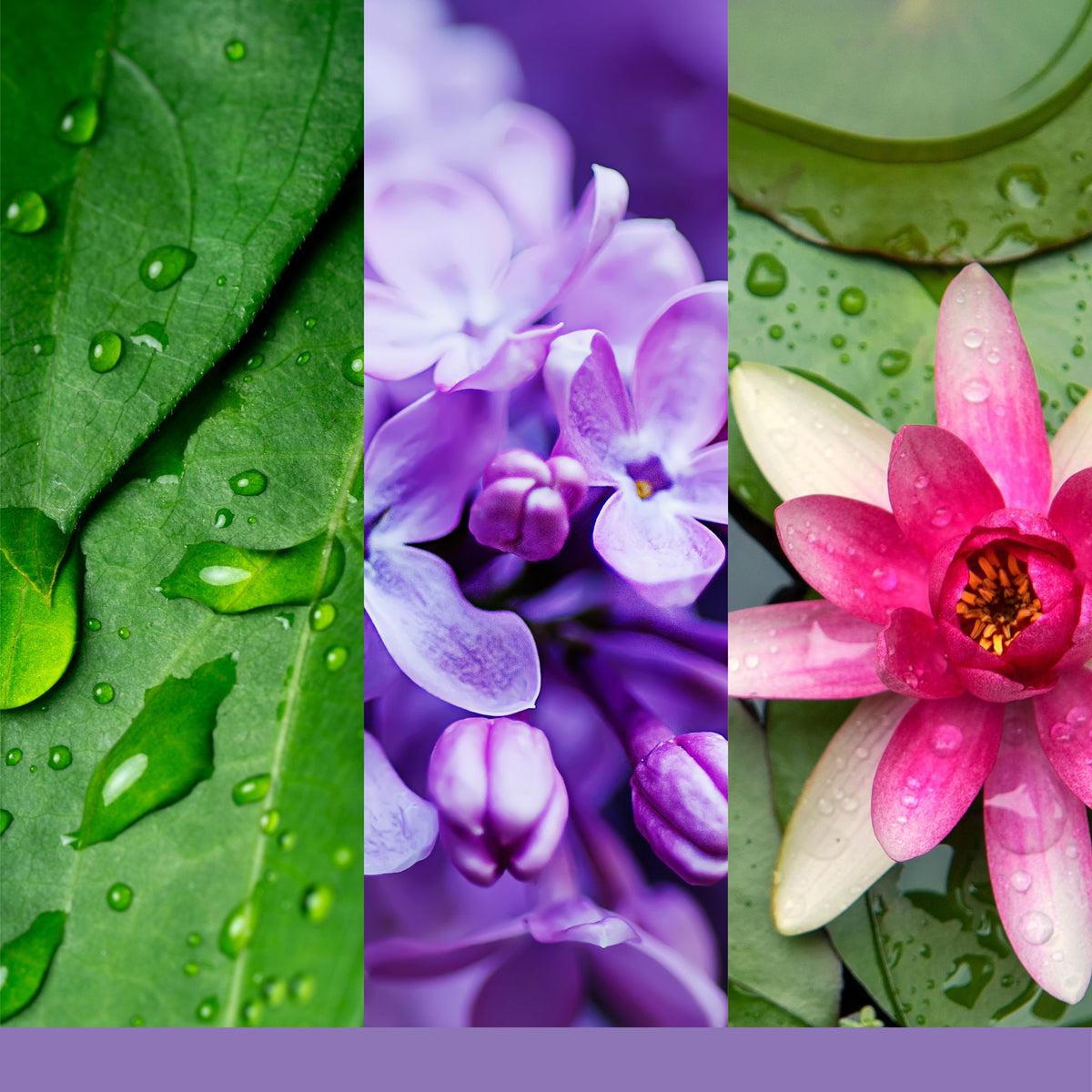 Lilac Blossom Medium Jar