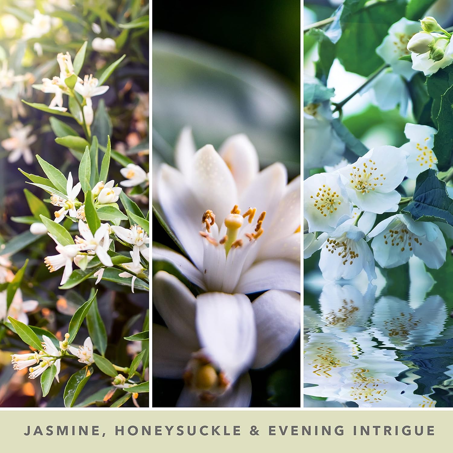 Midnight Jasmine Signature Large Jar - SALE